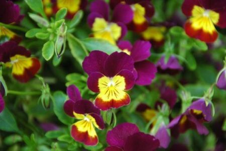 Idealistically, Unrealistically Image